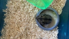 Vores nye hamster Karla.